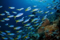   Fusiliers schooling Tanias reef  